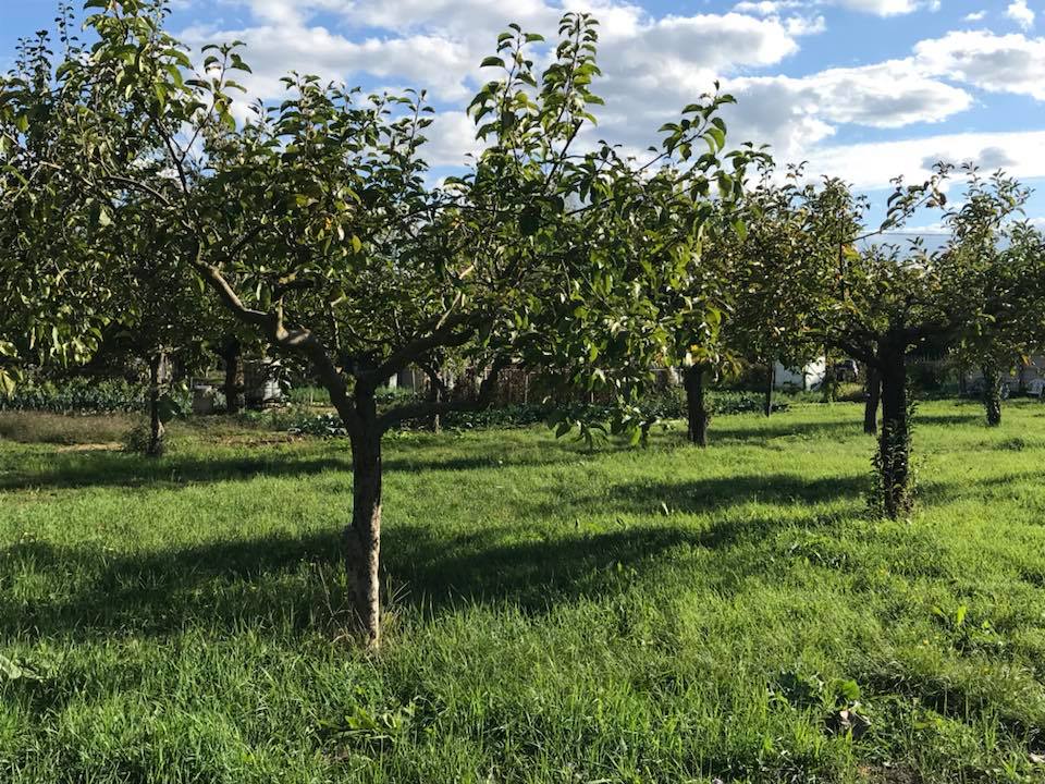 Trattamento invernale degli alberi da frutto – Un Orso in Campagna